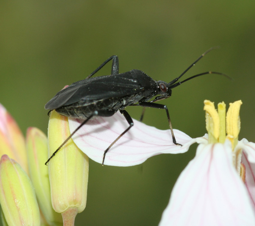 Calocoris nemoralis: la forma 